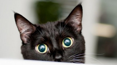 Le Premier Qui Rit A Perdu Edition Chats Tokyvideo