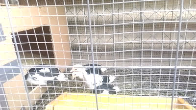 Pollitos flor d'ametller