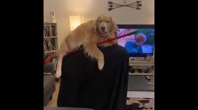 El perro Harry Potter