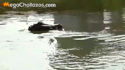 El cocodrilo teledirigido