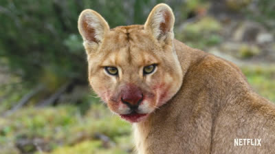 Trailer for "Animal," the Netflix documentary about wildlife on Earth.