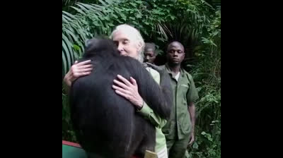 Momento emotivo en el que un chimpancé queda puesto en libertad