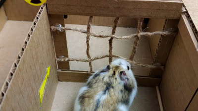 Un hamster s'échappe de prison