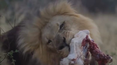 Eagles attacking other animals