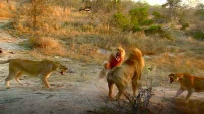 Ataques ÉPICOS de Animales