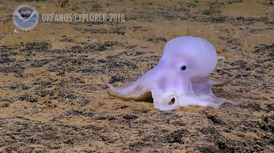 Nueva especie de pulpo fantasma descubierta en Hawái
