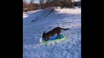 Perro disfruta jugando en la nieve
