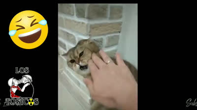 Jokes and Laughs | Edition 2021