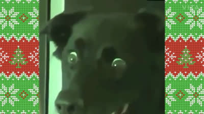 Los mejores vídeos de risa del 2021