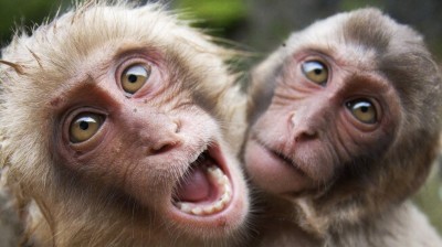 SEAMOS MICOS (E 16) / DOCENTE ¿DECENTE?