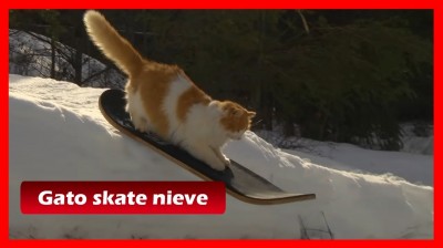 Cat skateboarding sulla neve