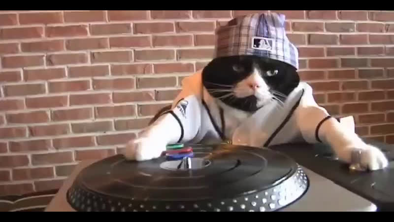 DJ Cat playing music - TokyVideo