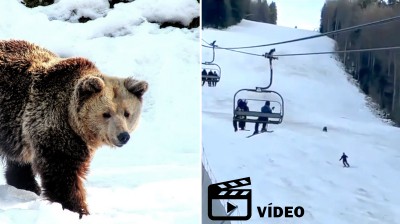 Orso che insegue uno sciatore in Romania