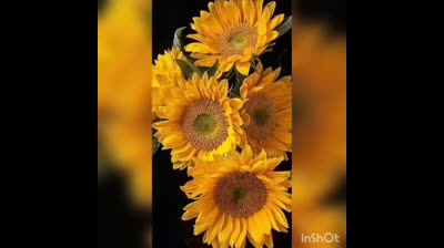 QUE BONITO_saoco_toni freyre