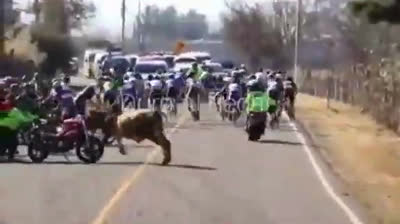 Toro envistiendo a ciclistas en Guatemala | Vídeo Completo
