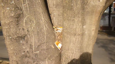 ¿PORQUÉ SOMOS ASÍ CON LA NATURALEZA? (HÁGAME EL FAVOR)