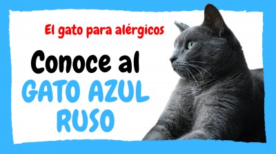 ✅ Gato AZUL RUSO (Russian Blue) - Cuidados / Características