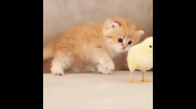 Mirar mis nuevas mascotas