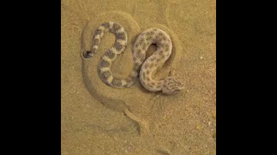 Víbora ocultándose en la arena para atacar a sus presas