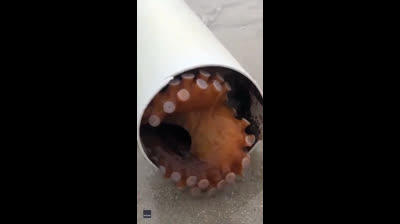 ‘Extraordinary’: Video shows octopus pushing pipe with eggs inside back towards ocean