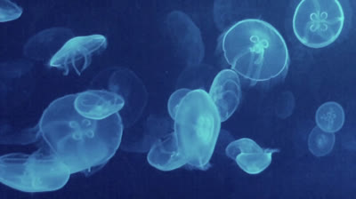 Medusas en el oceanográfico